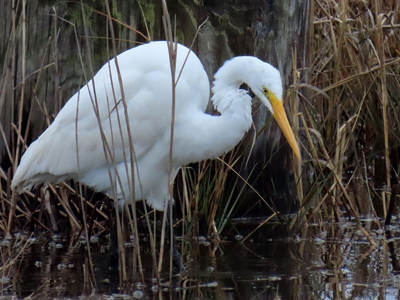 Airone bianco maggiore - ML646474009
