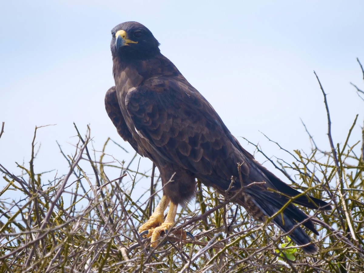 káně galapážská - ML646474011