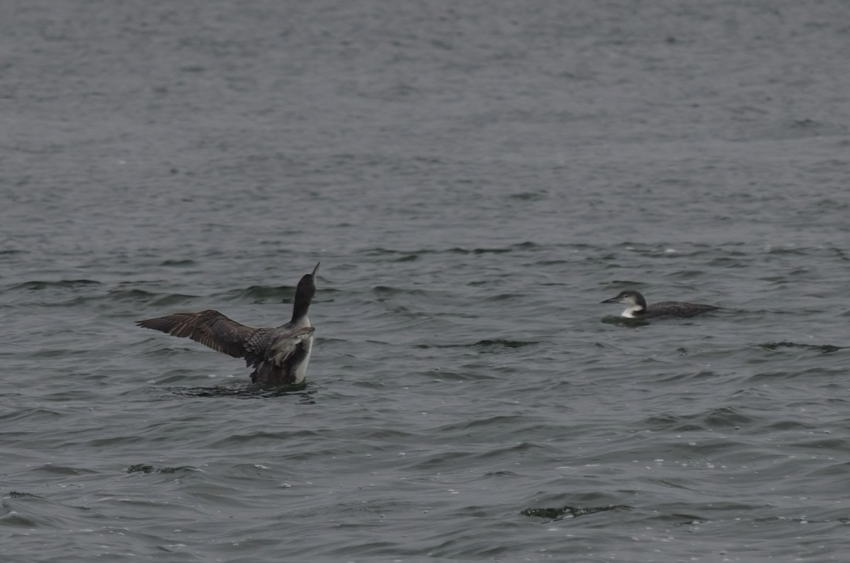 Common Loon - ML646474012