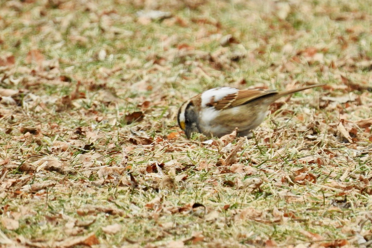 White-throated Sparrow - ML646474013