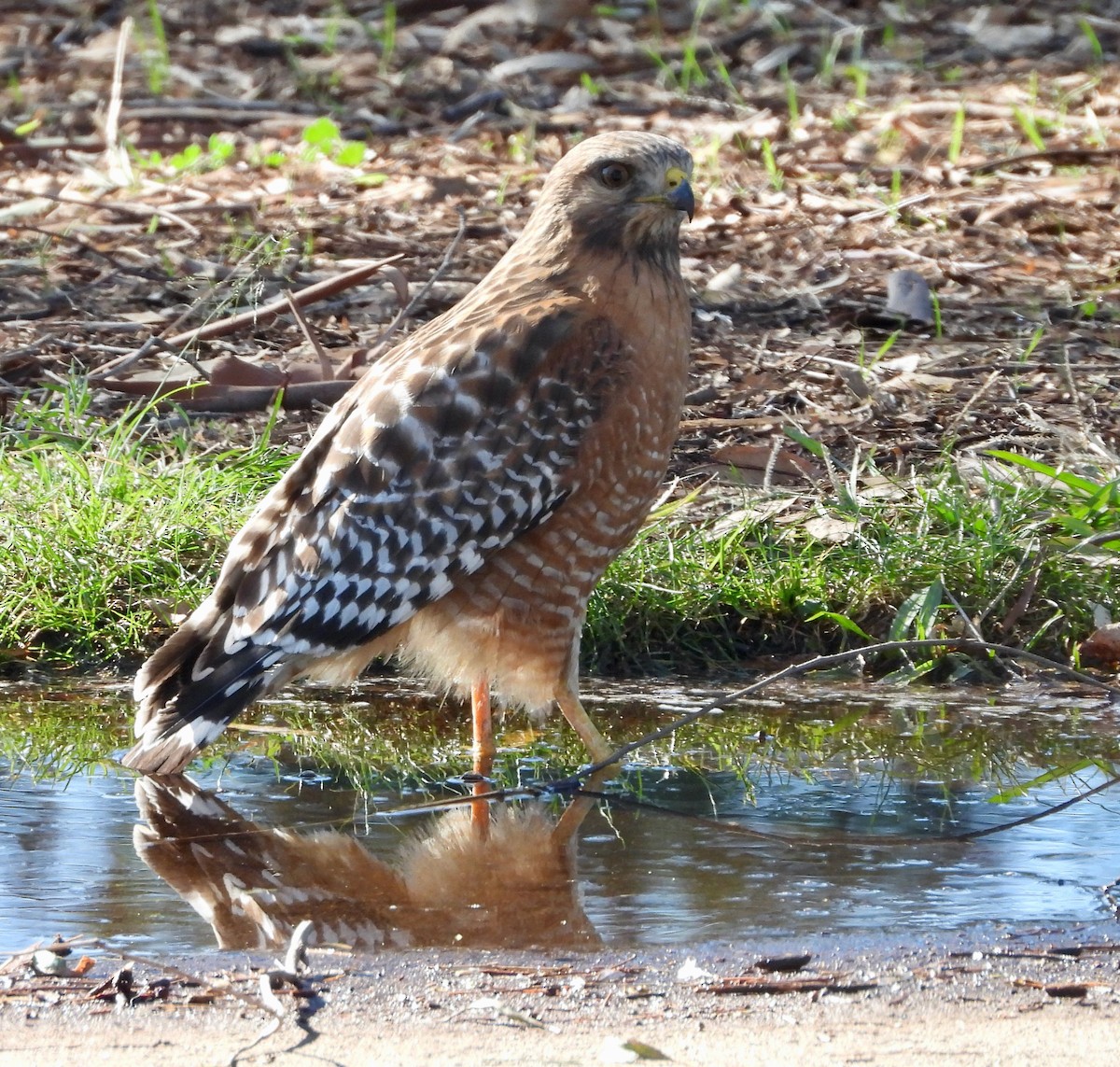 Red-shouldered Hawk - ML646474017