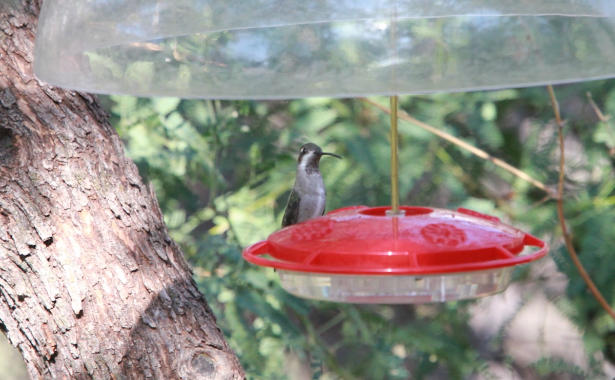 Искрогорлый ангел - ML646474018