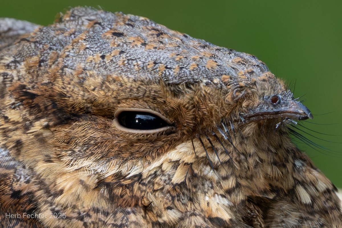 Madagascar Nightjar - ML646474019