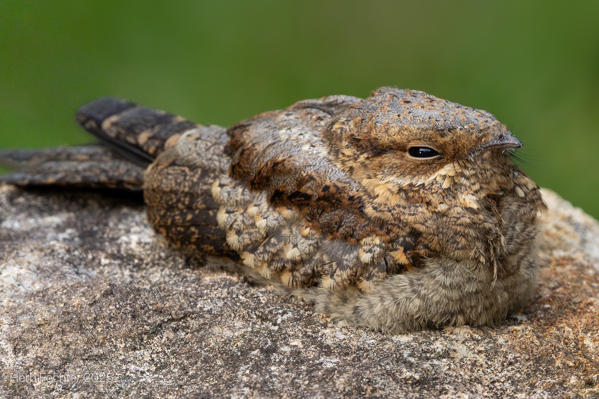 Madagascar Nightjar - ML646474021