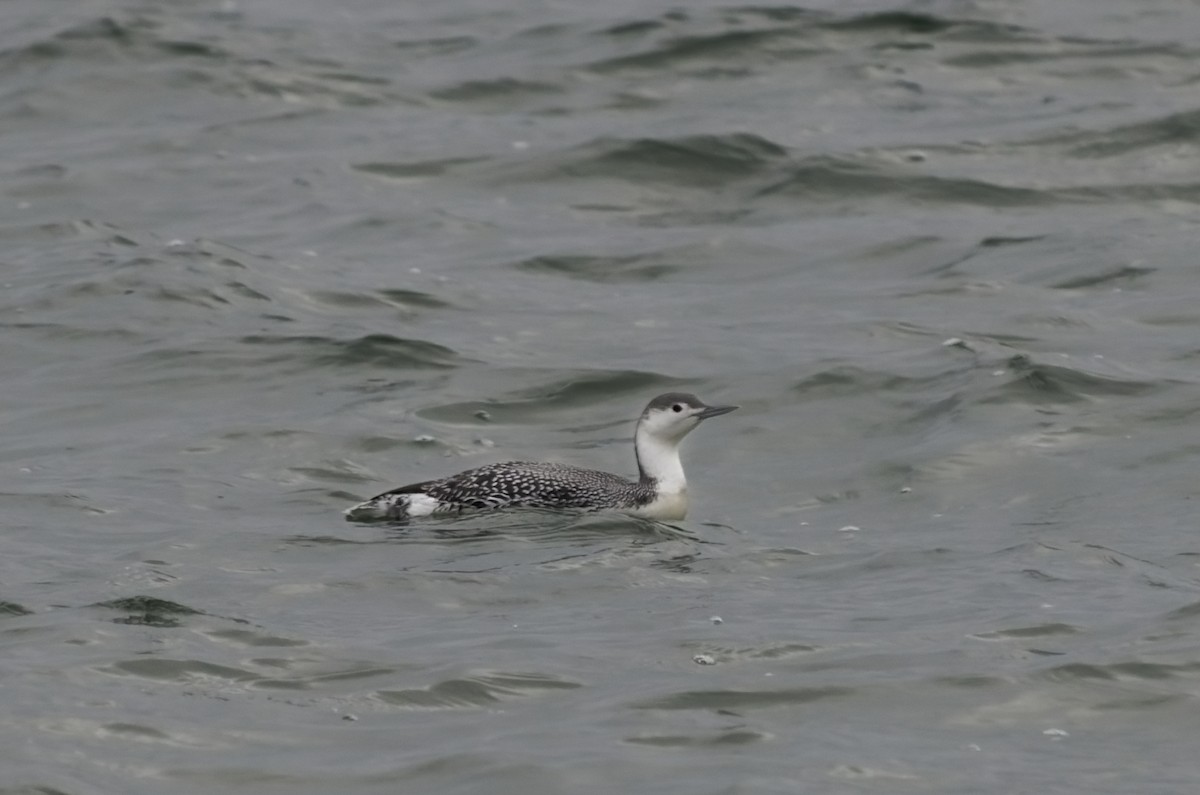 Red-throated Loon - ML646474022
