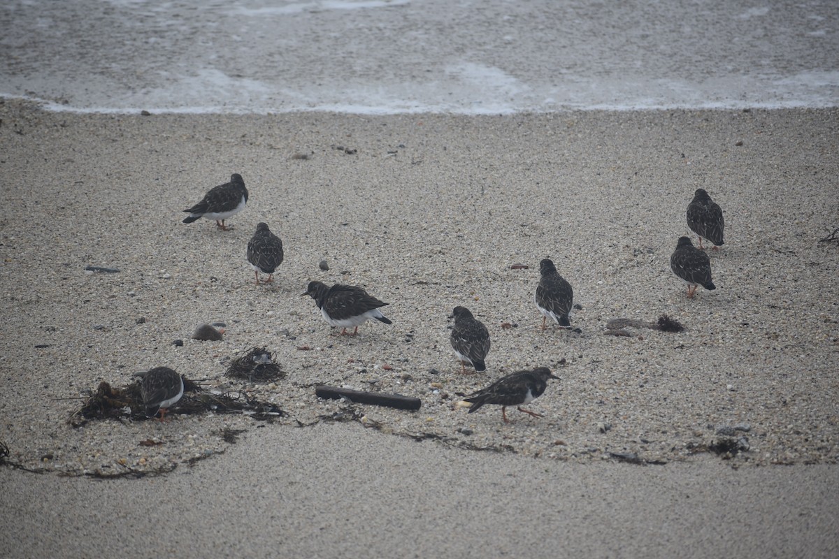 Ruddy Turnstone - ML646474023