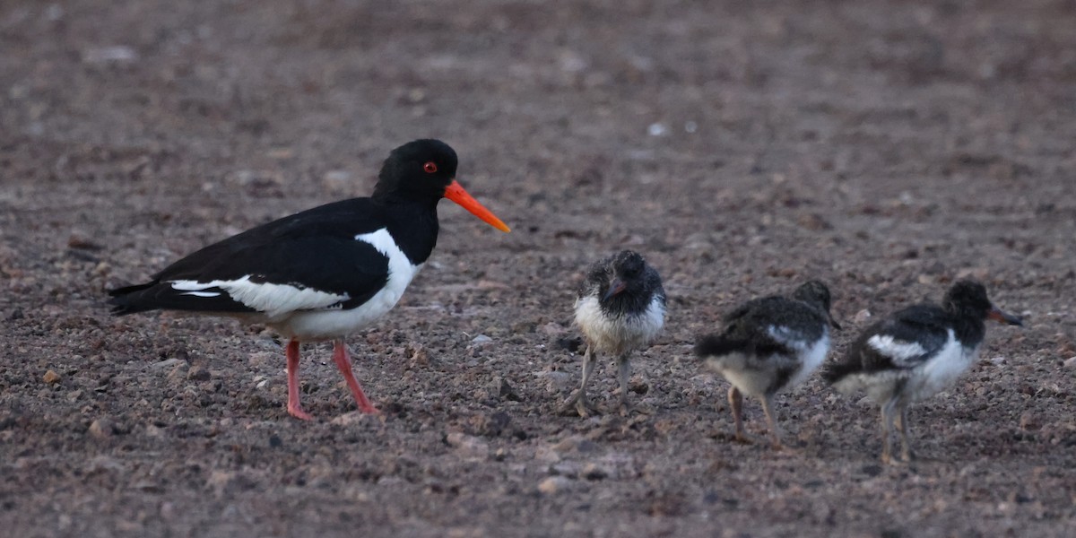 Eurasian Oystercatcher - ML646474026