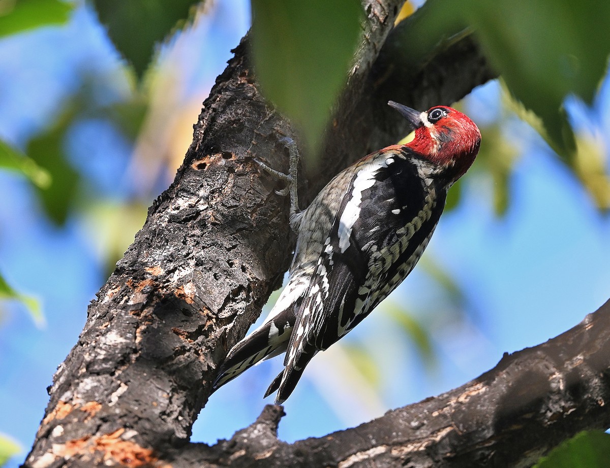 Red-breasted Sapsucker - ML646474027