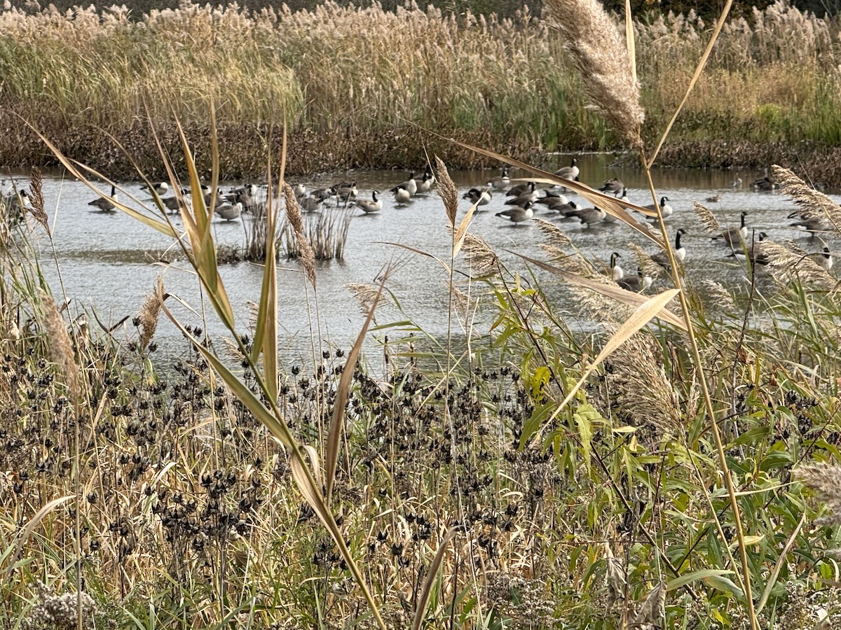 Canada Goose - ML646474028