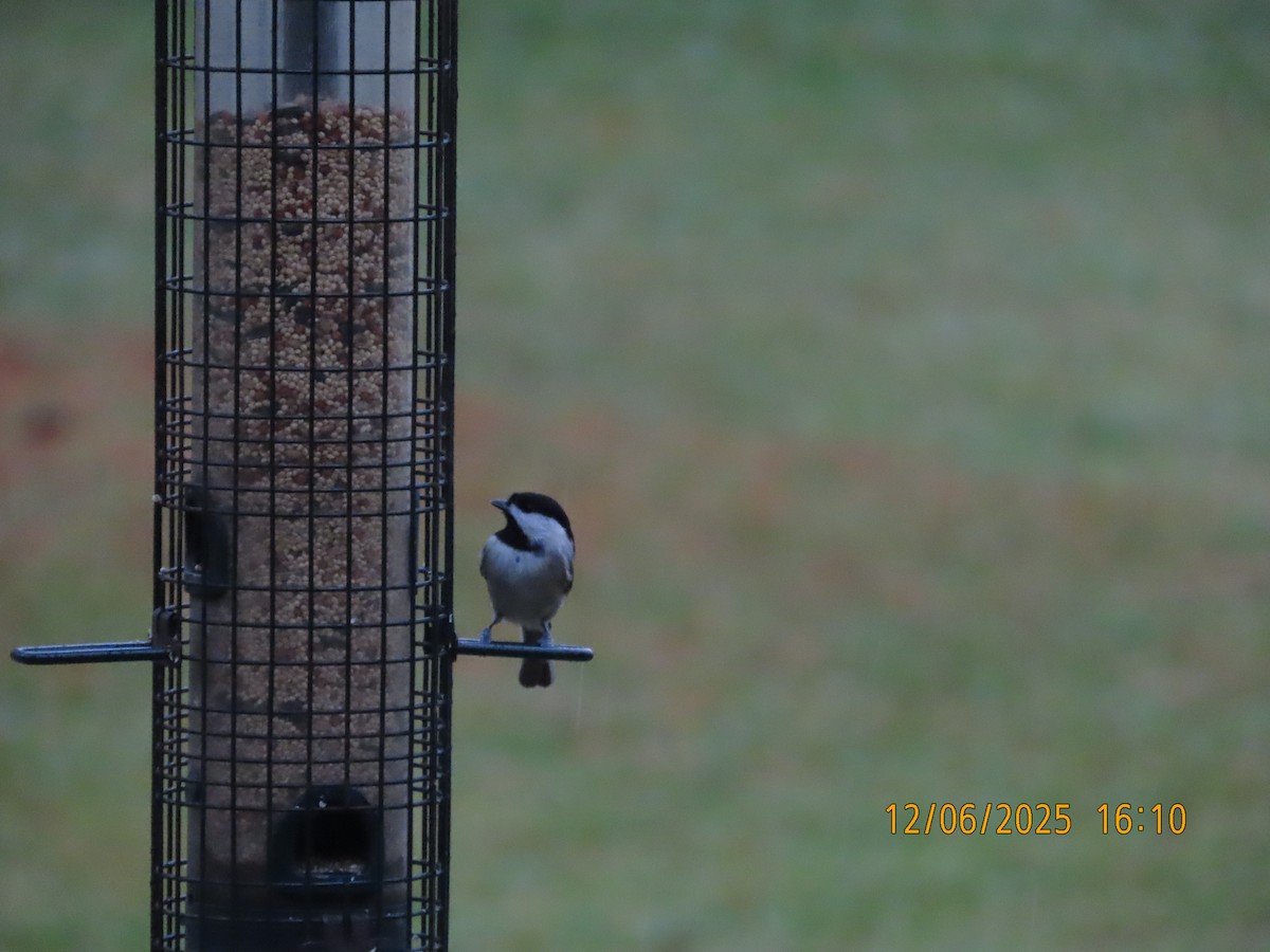 Carolina Chickadee - ML646474029