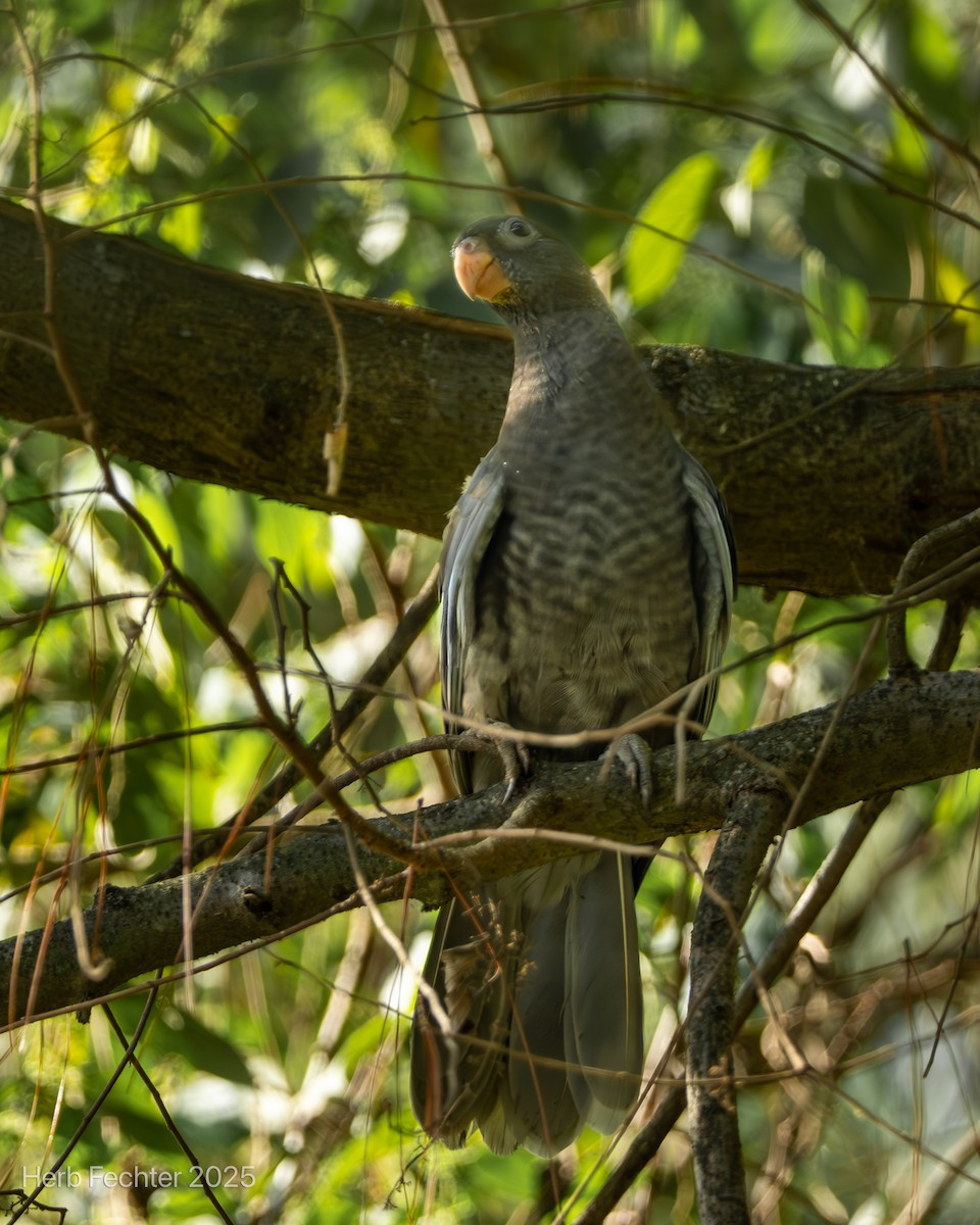 Lesser Vasa Parrot - ML646474030