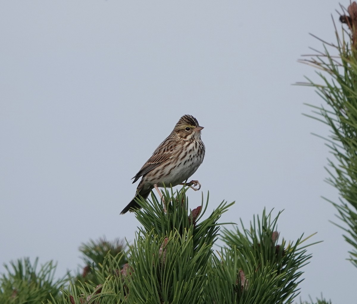 Chingolo Sabanero - ML646474031