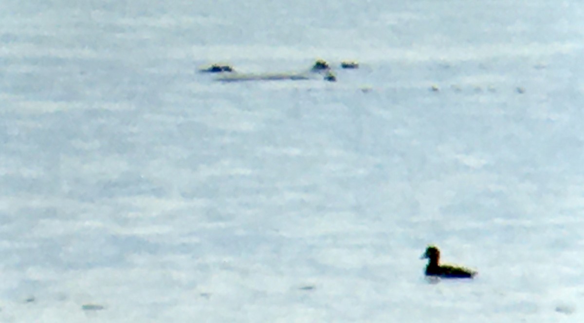 brilleand - ML646474034