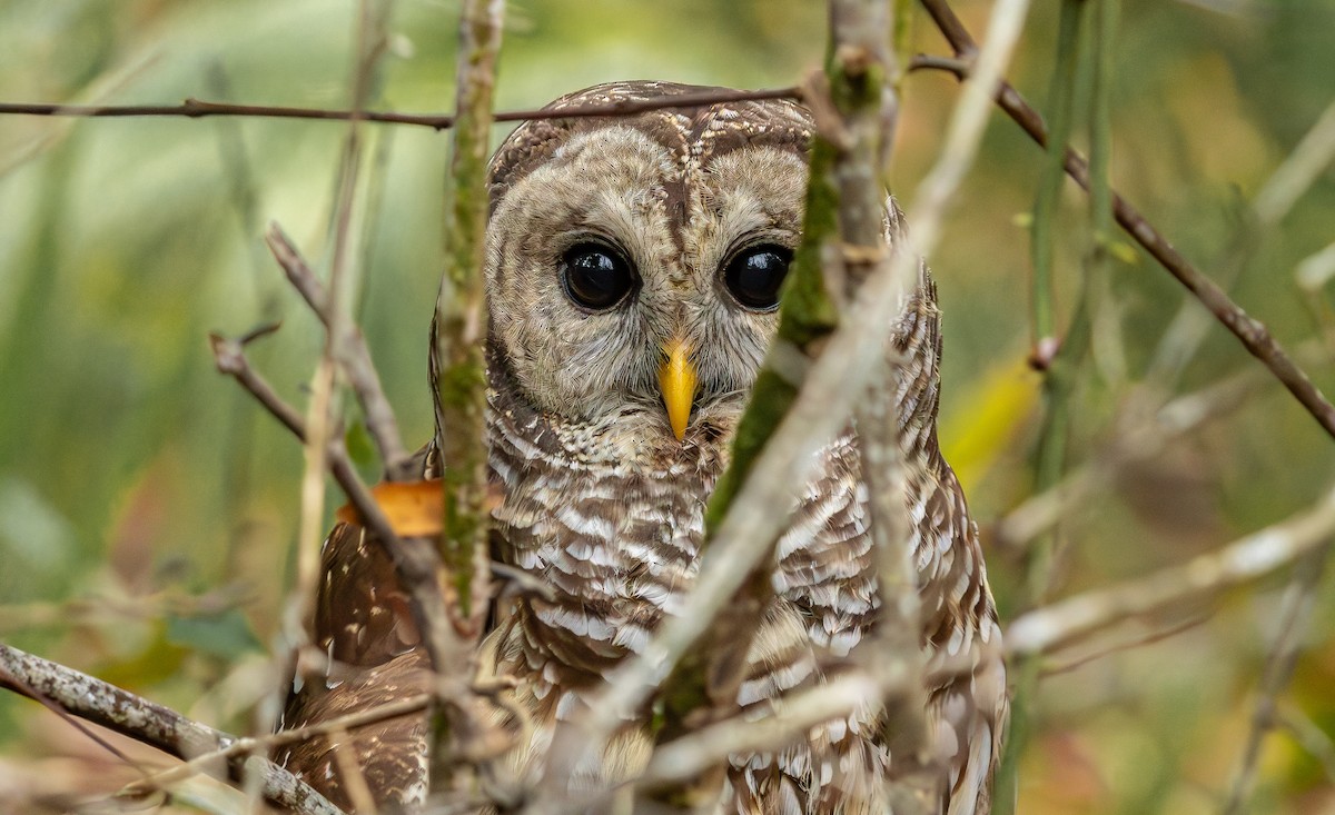 Chouette rayée - ML646474035