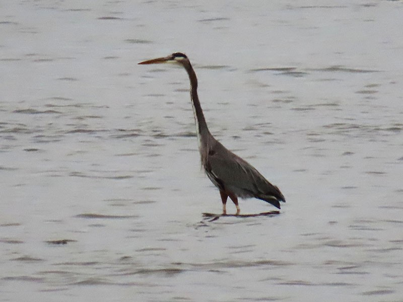Great Blue Heron (Great Blue) - ML646474037