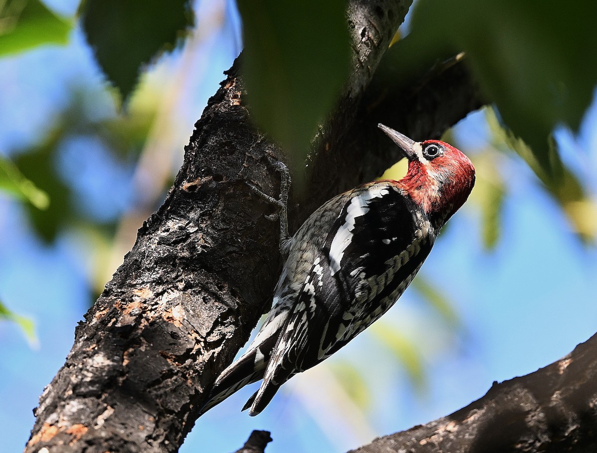 Red-breasted Sapsucker - ML646474038