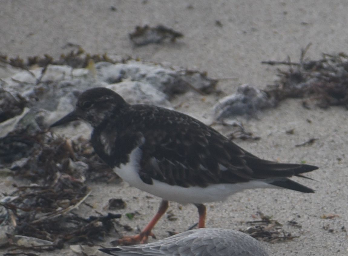 Ruddy Turnstone - ML646474039