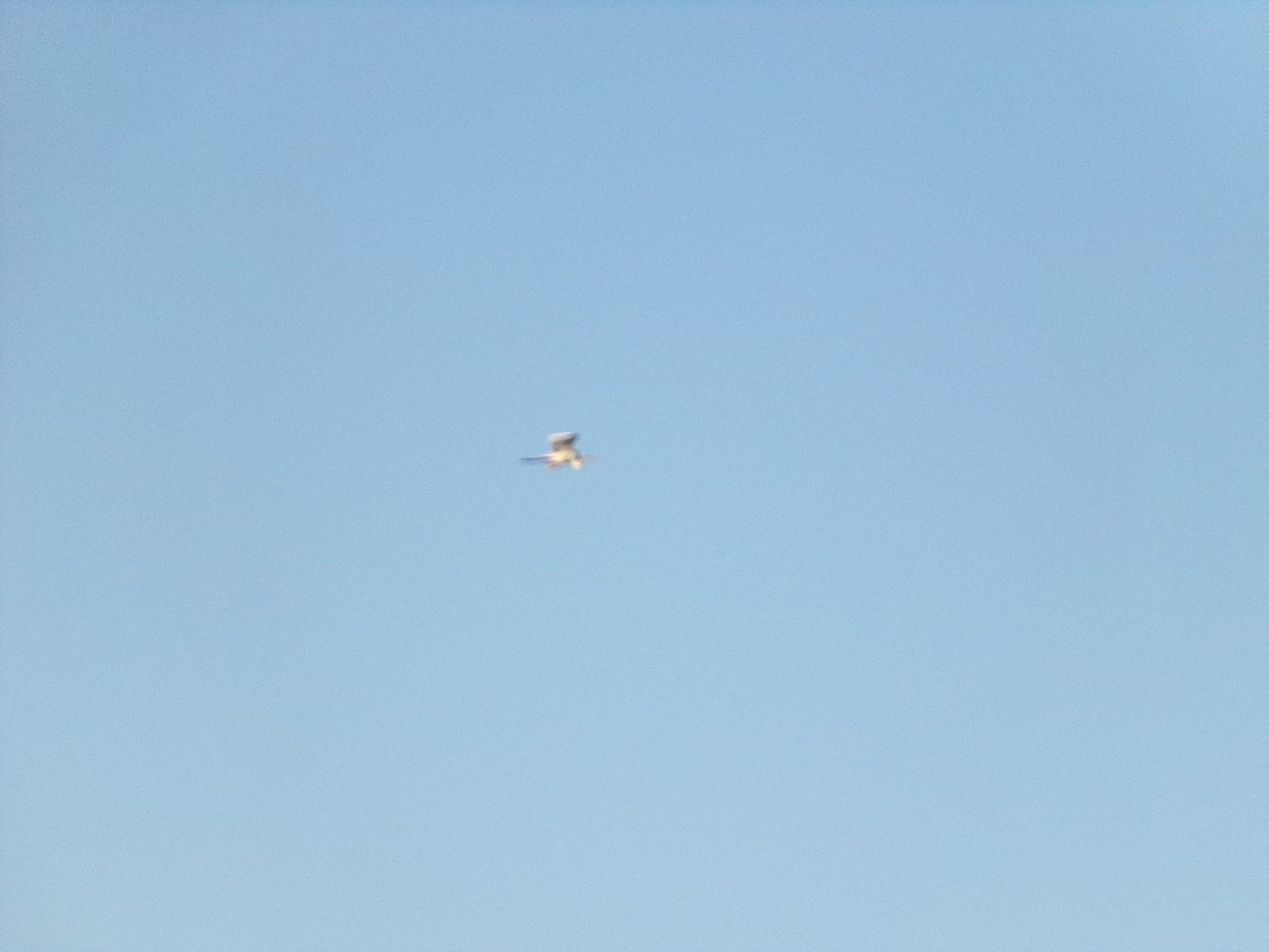 ダイサギ - ML646474040