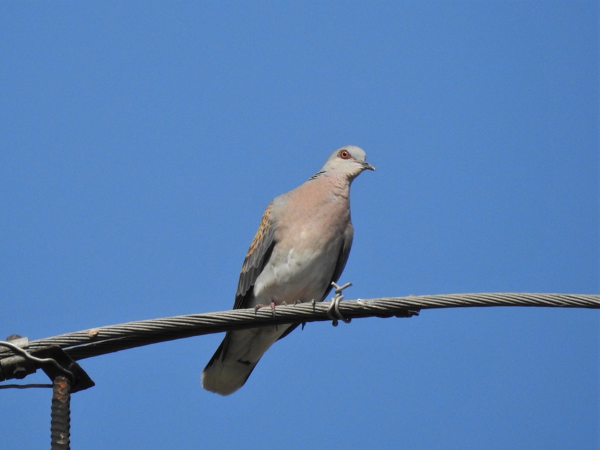 European Turtle-Dove - ML646474043