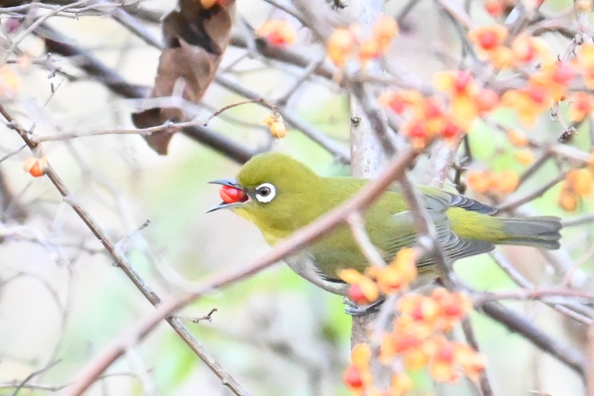 hagebrillefugl - ML646474044