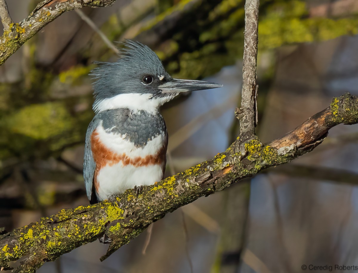 שלדג אמריקני - ML646474046