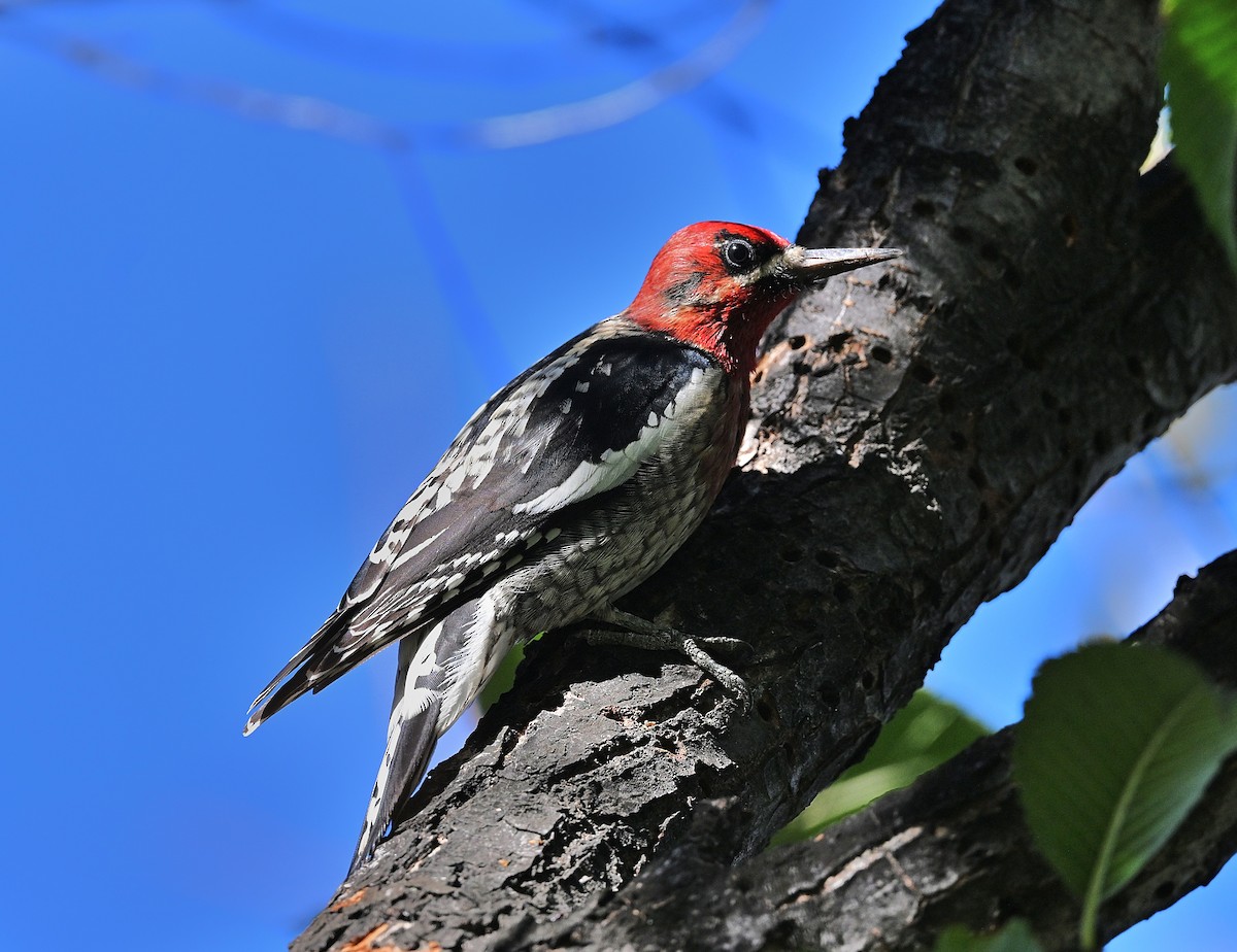 Red-breasted Sapsucker - ML646474050
