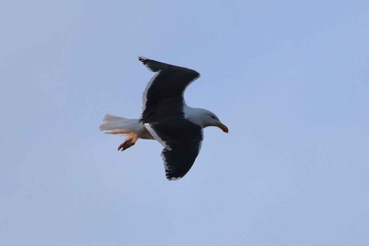 Great Black-backed Gull - ML646474057