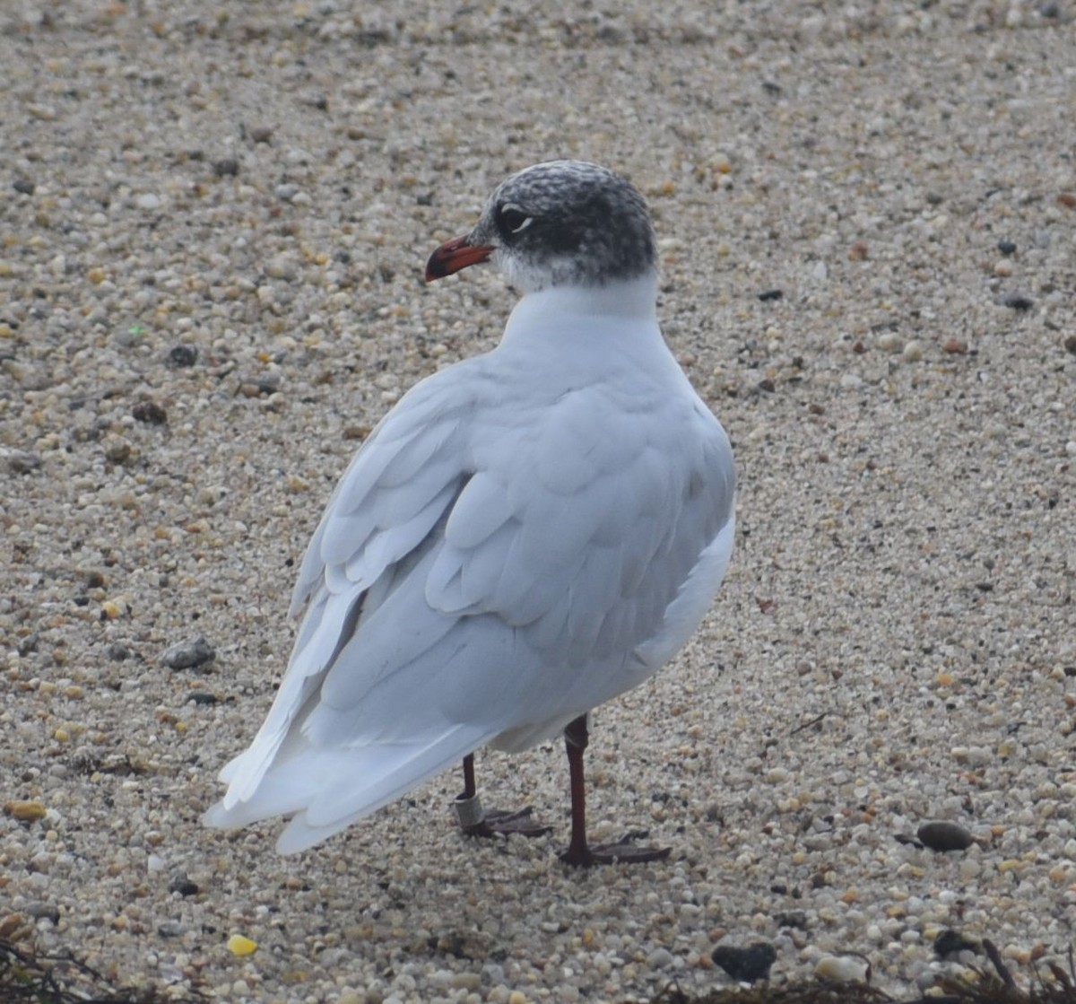 racek černohlavý - ML646474059