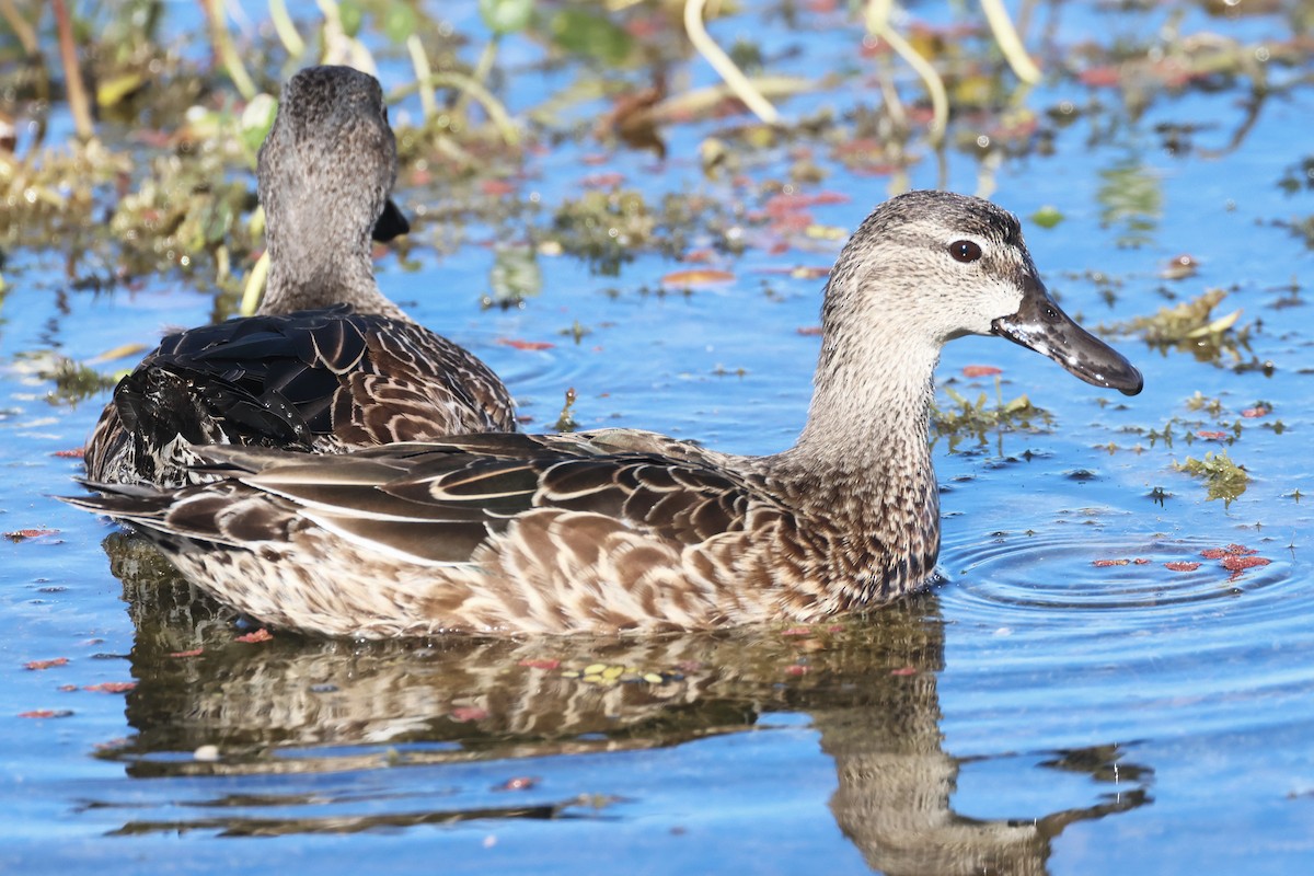 Blue-winged Teal - ML646474060