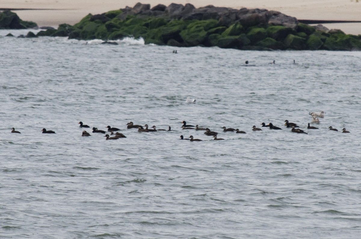 Американская синьга - ML646474061