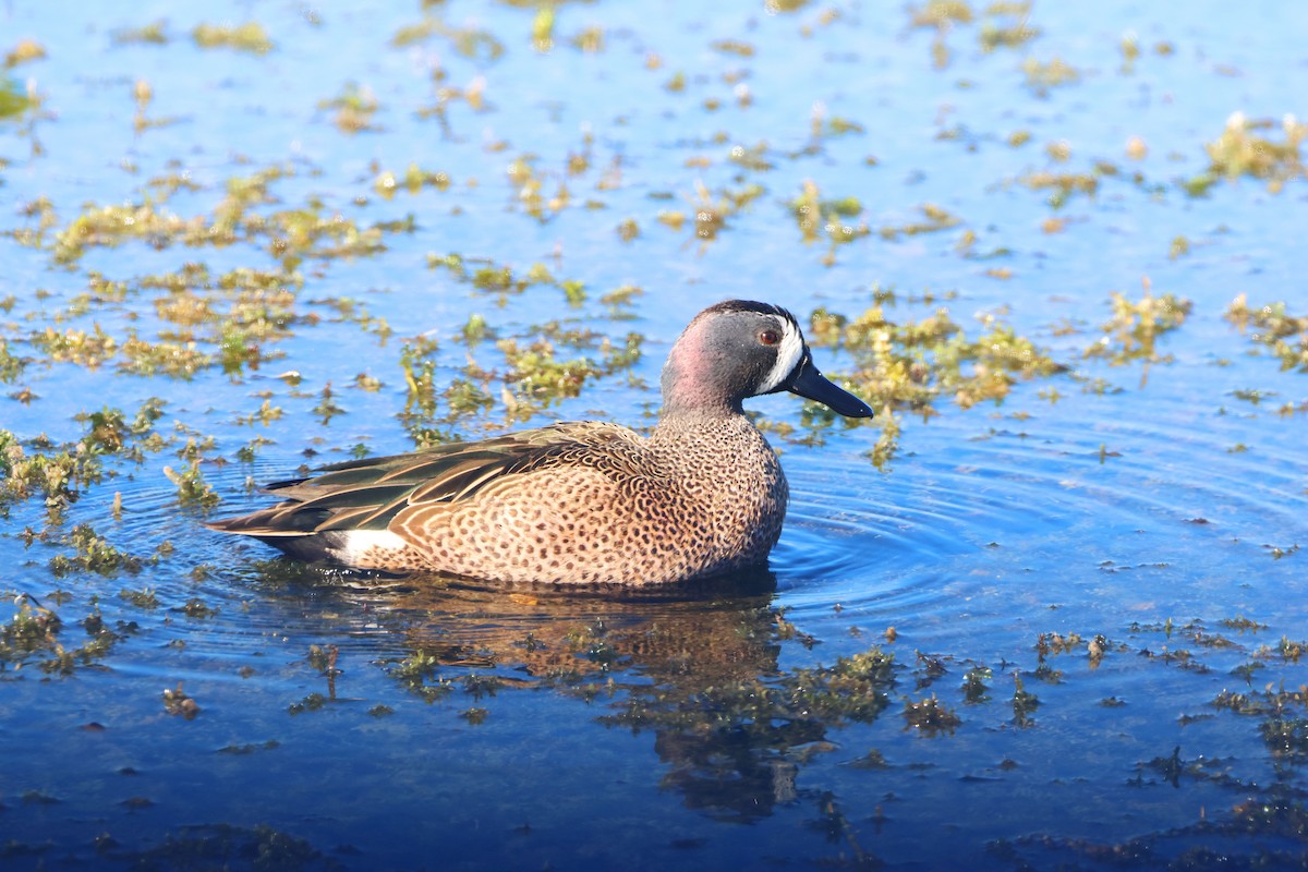 Blue-winged Teal - ML646474062
