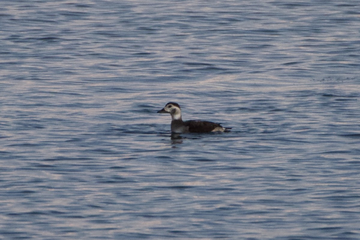 Мөнгөлөг шунгаахай - ML646474066