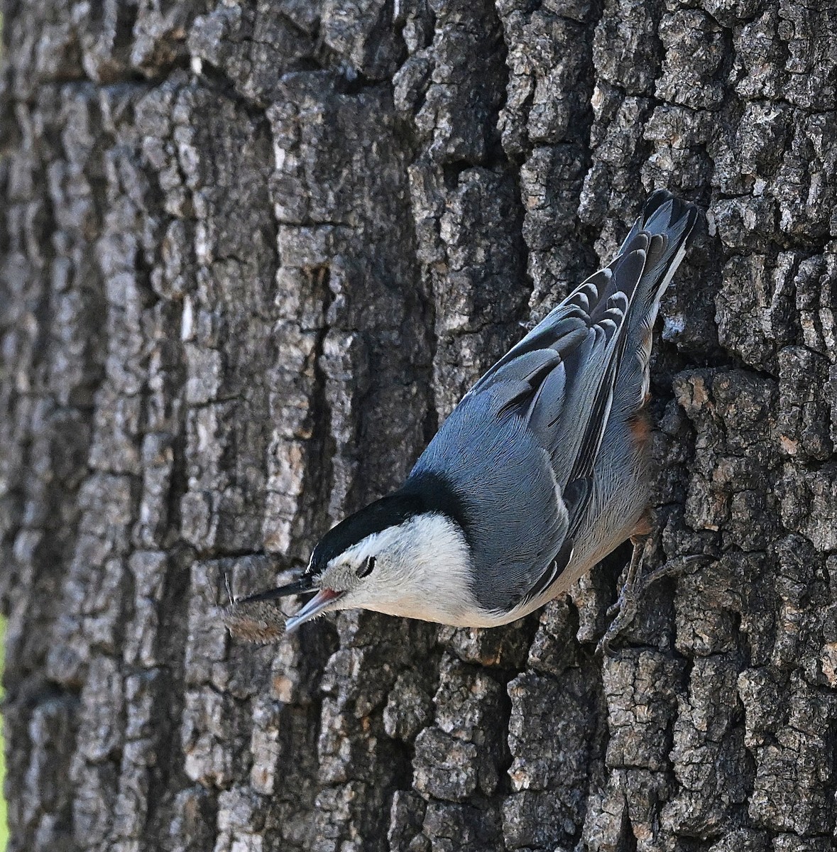 Weißbrustkleiber - ML646474068