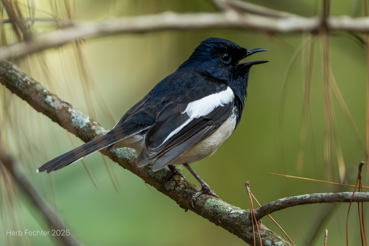 Madagascar Magpie-Robin - ML646474073