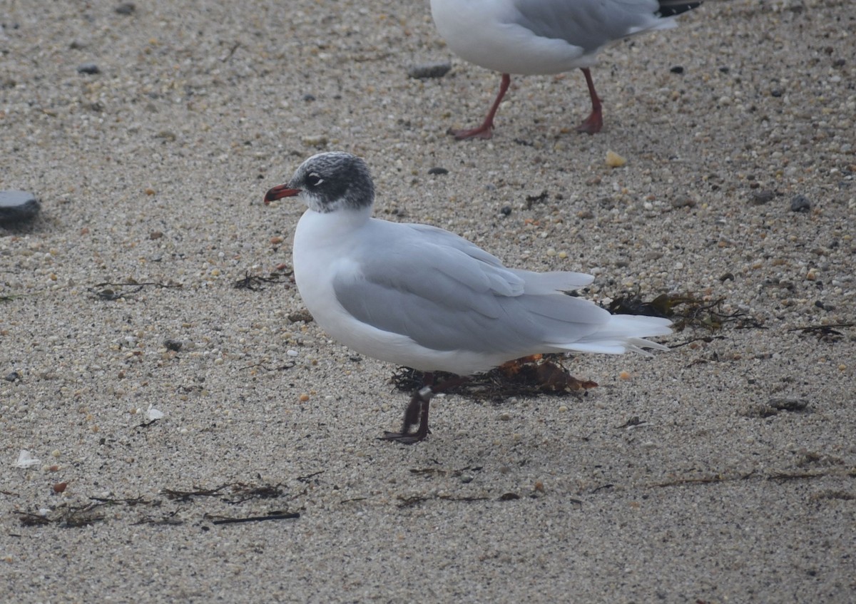 racek černohlavý - ML646474075