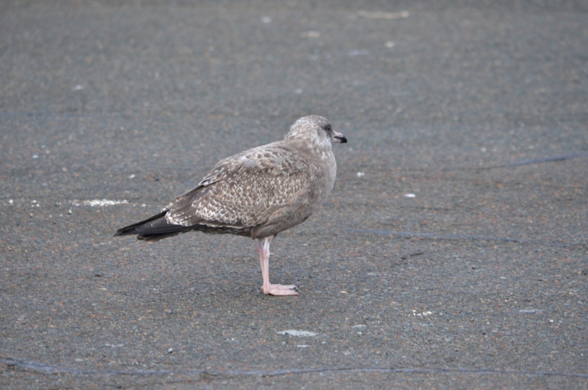 Gaviota Argéntea Americana - ML646474076