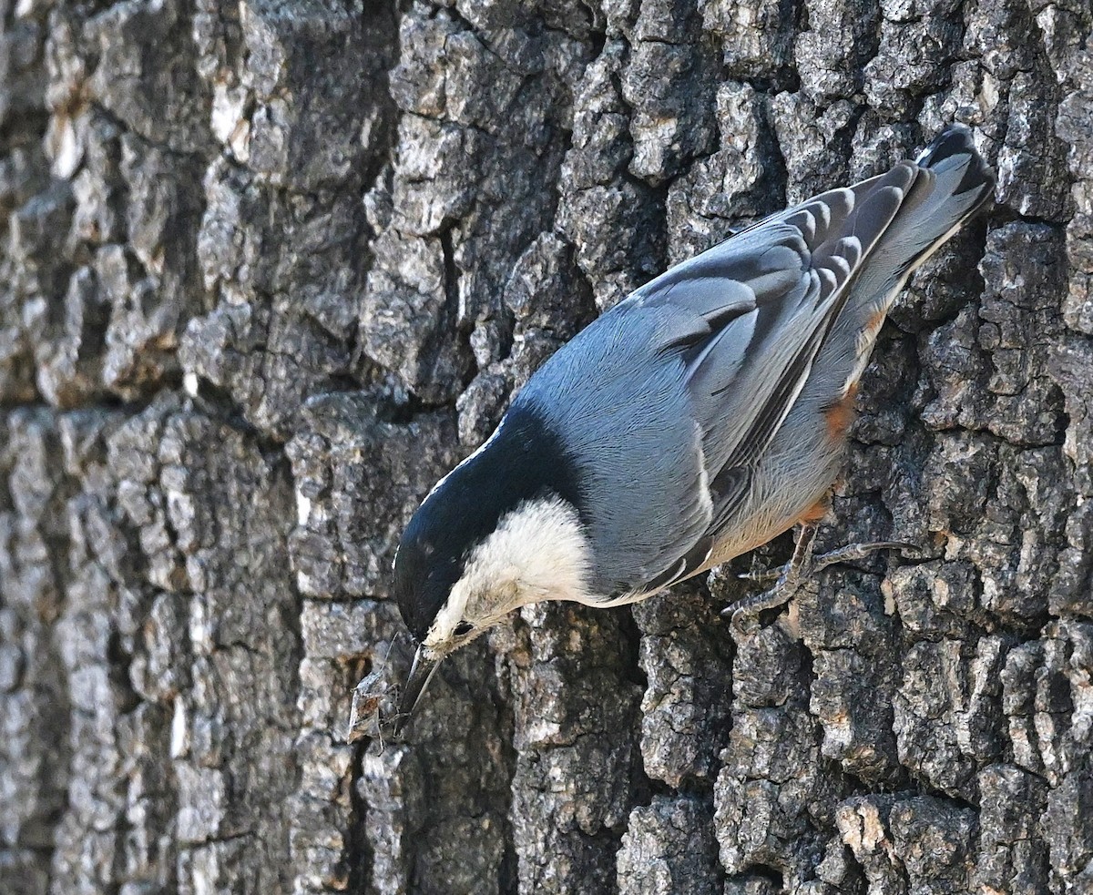 Weißbrustkleiber - ML646474077