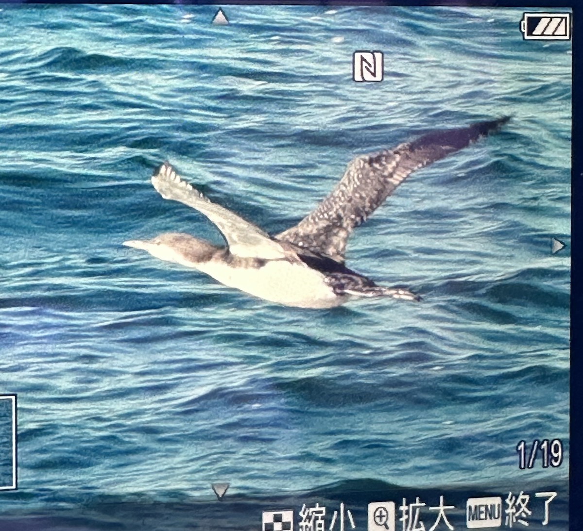 storlom - ML646474078