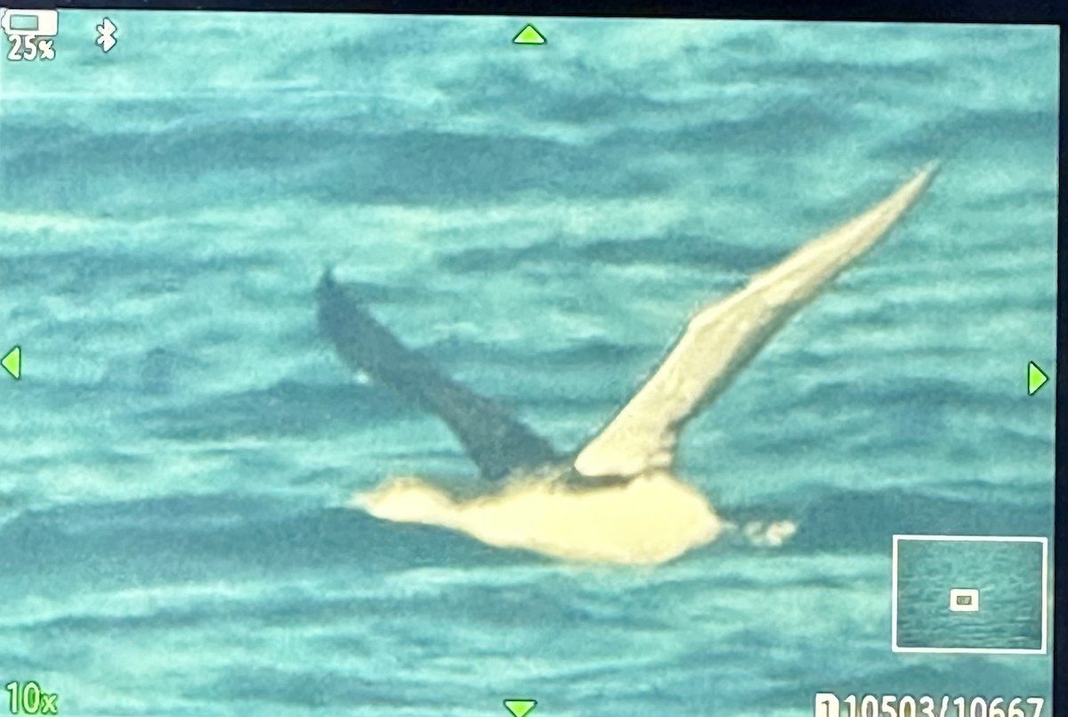 storlom - ML646474079