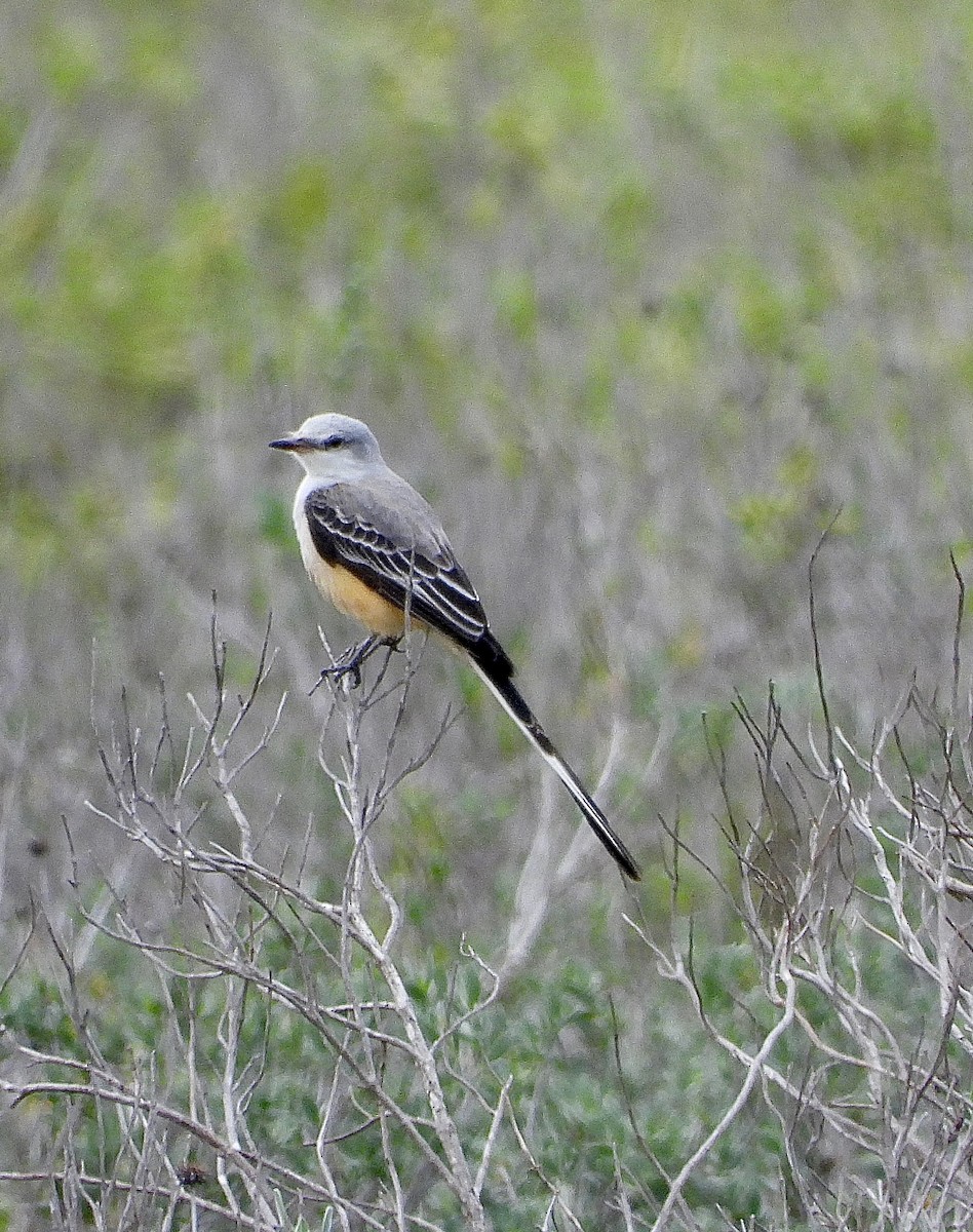 Scissor-tailed Flycatcher - ML646474084