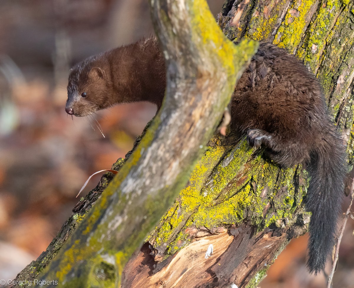 חורפן אמריקאי - ML646474085