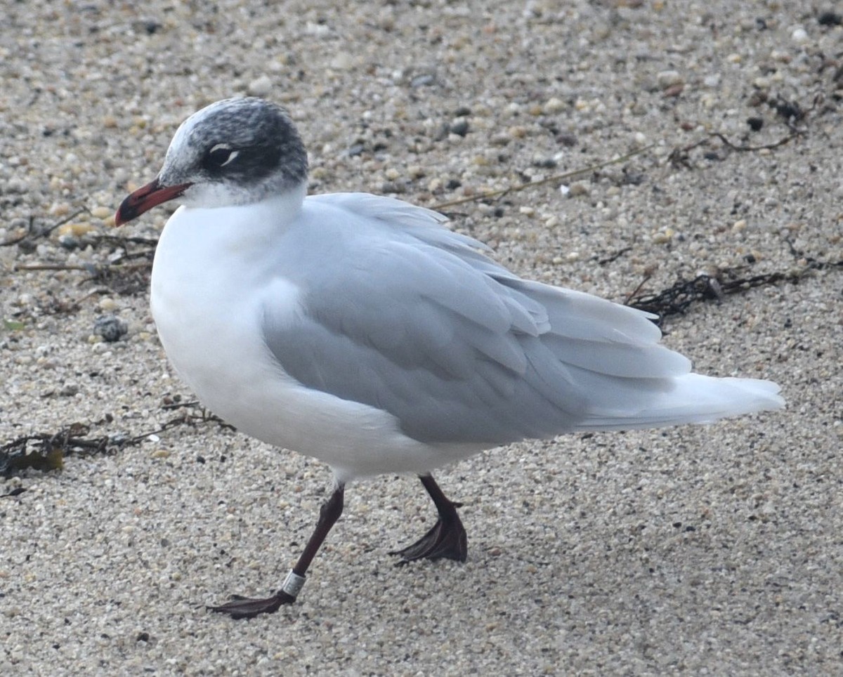 racek černohlavý - ML646474091