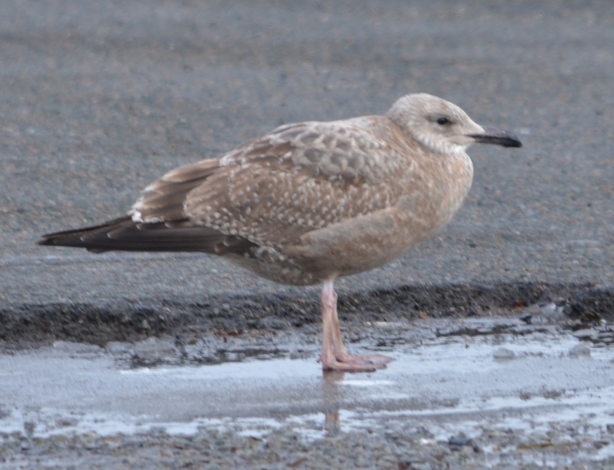 Gaviota Argéntea Americana - ML646474094