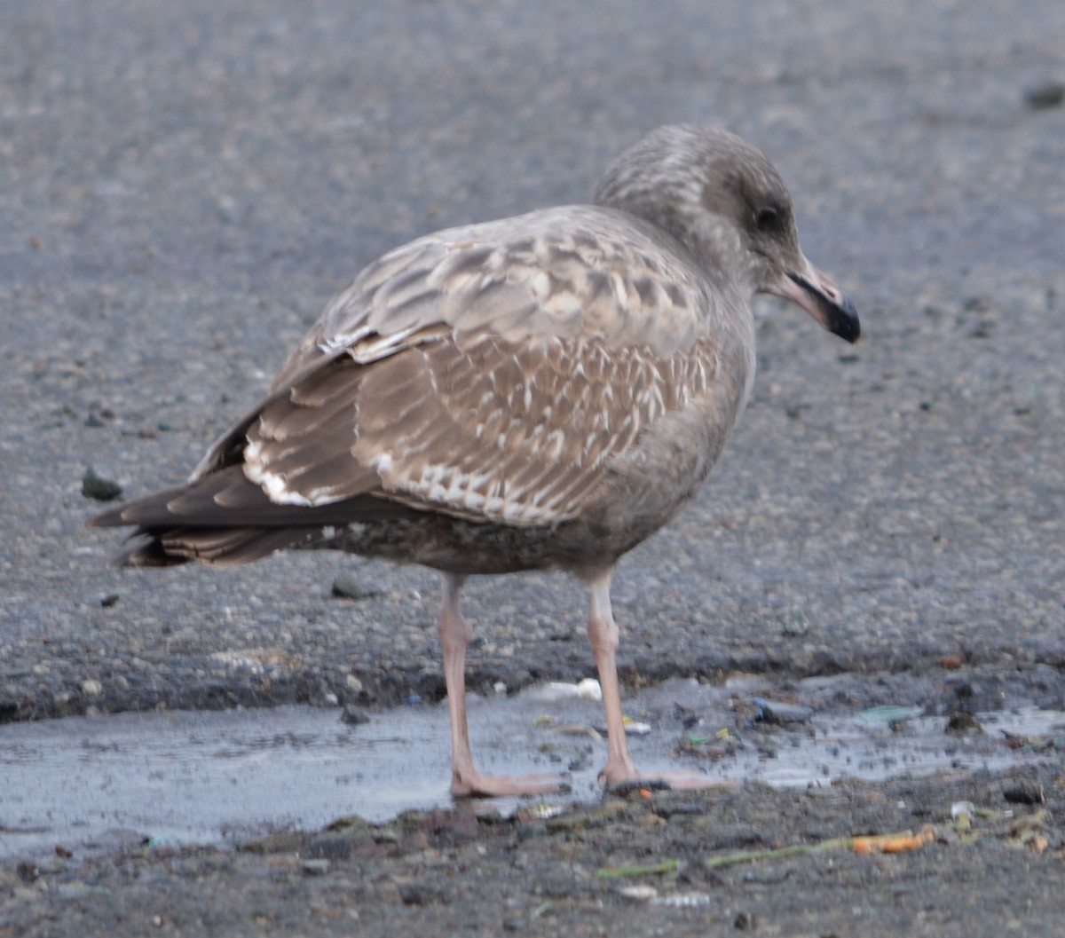 Gaviota Argéntea Americana - ML646474095