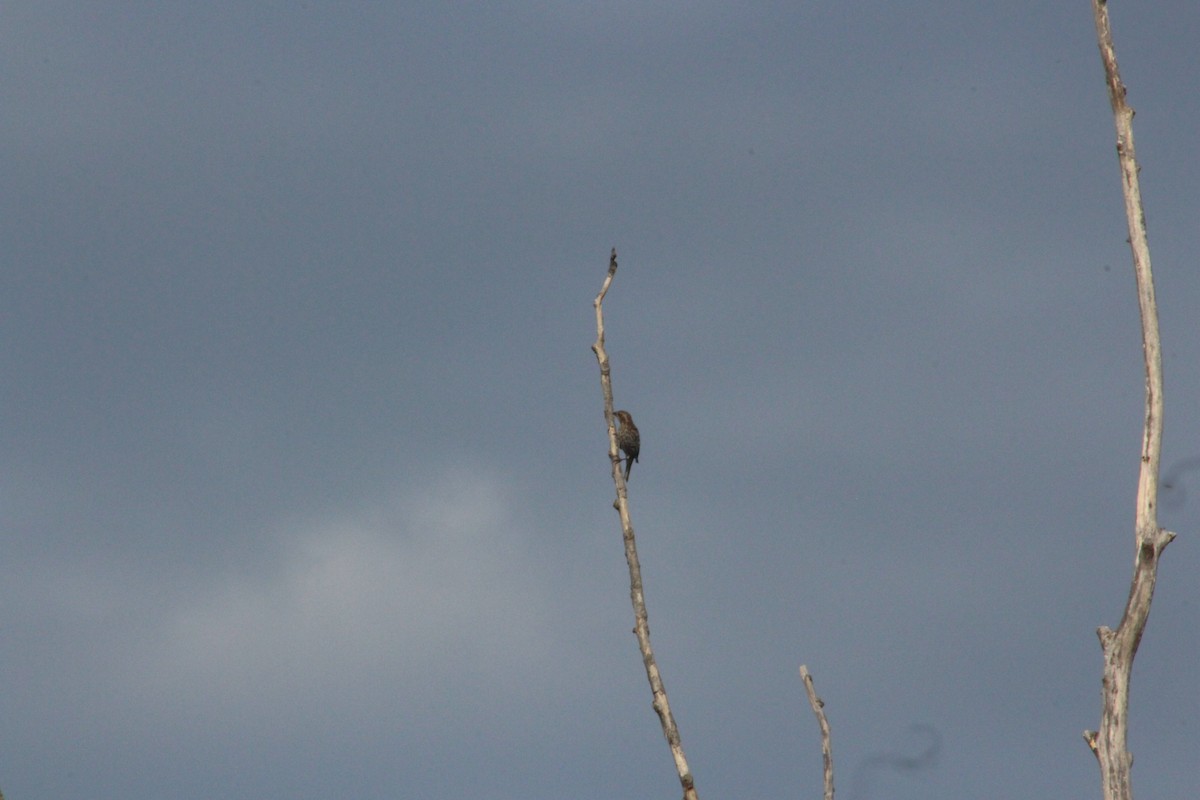 purpurfink - ML646474096