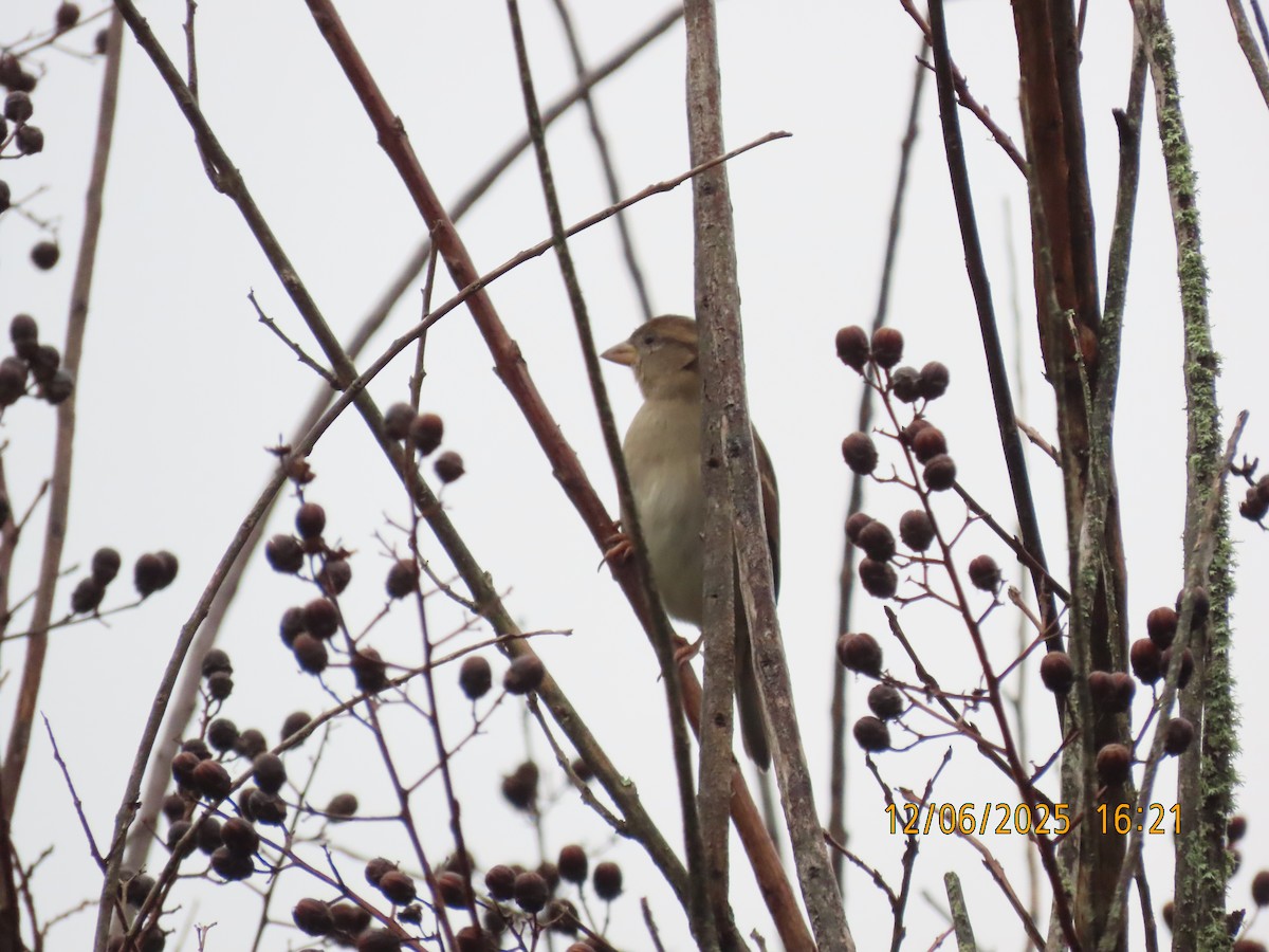 House Sparrow - ML646474101