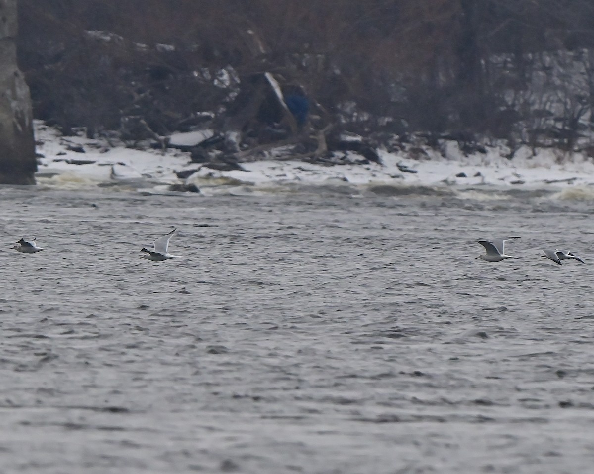 American Herring Gull - ML646474102