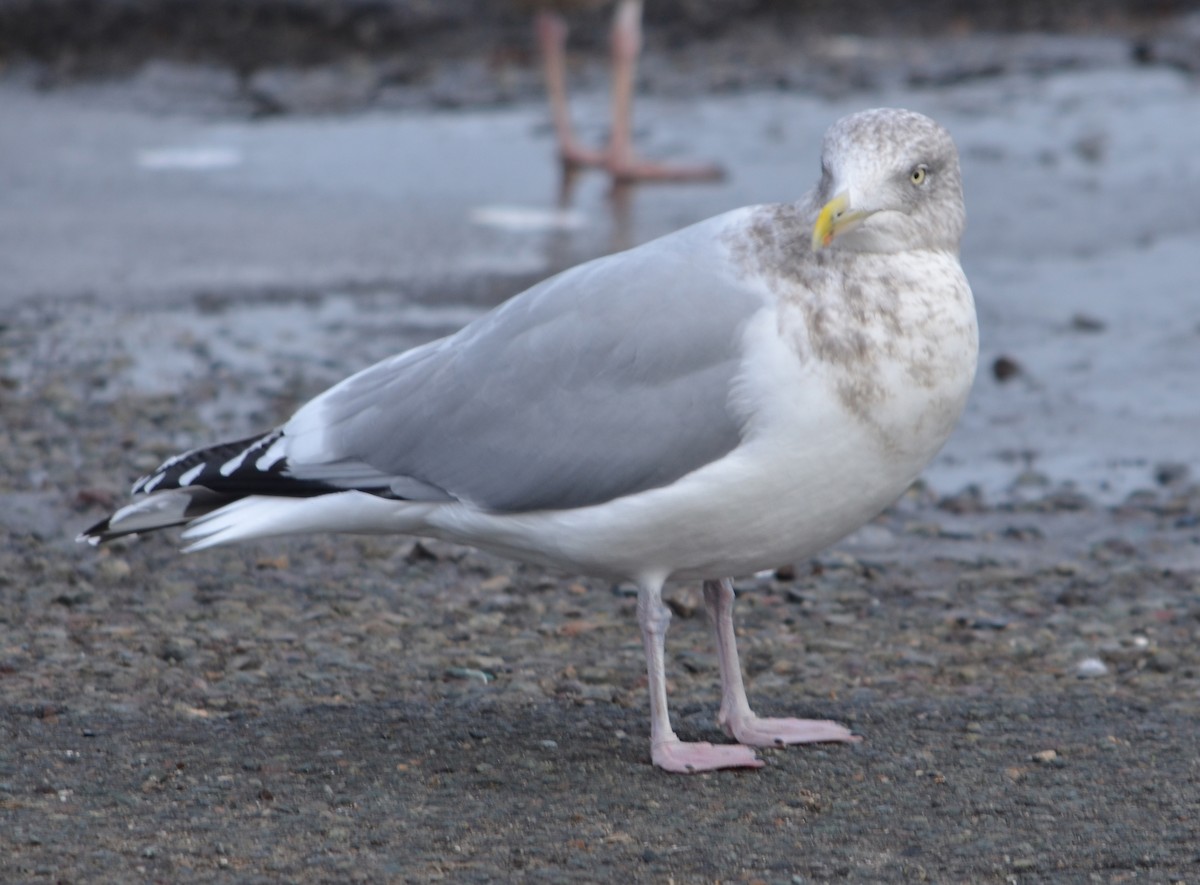 Gaviota Argéntea Americana - ML646474103
