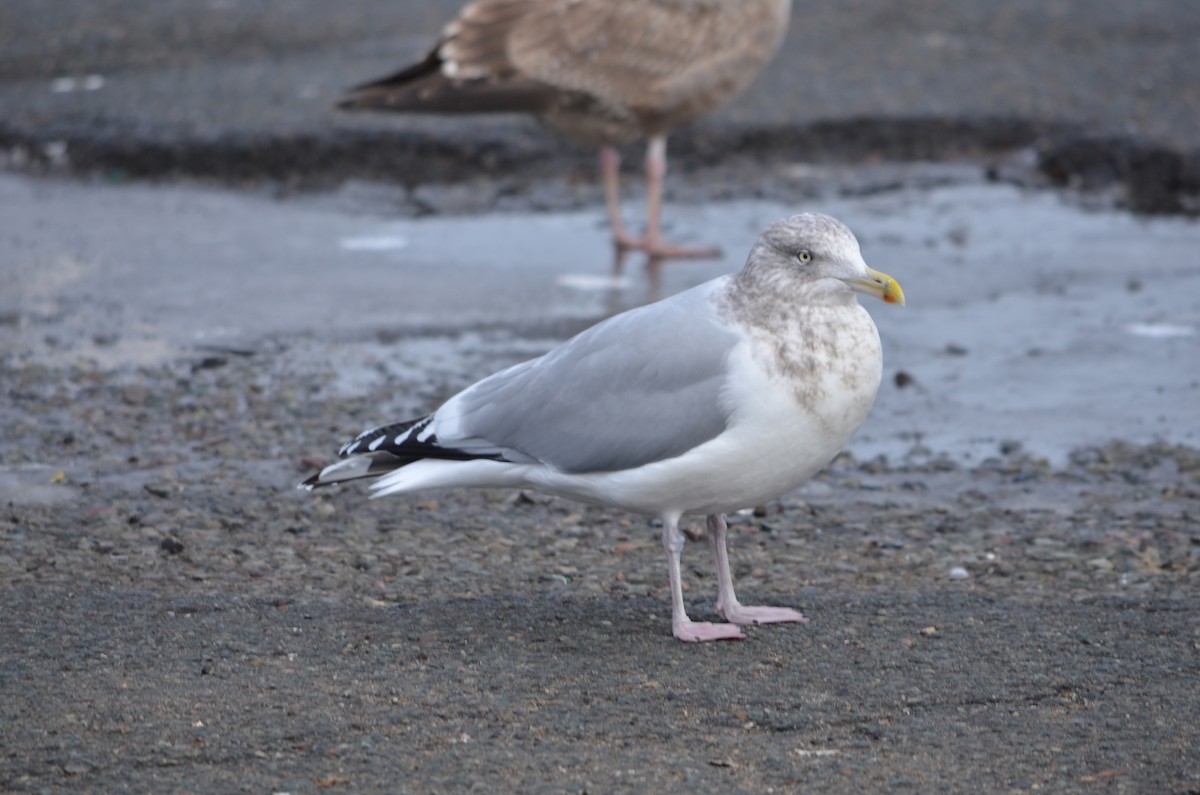 Gaviota Argéntea Americana - ML646474105