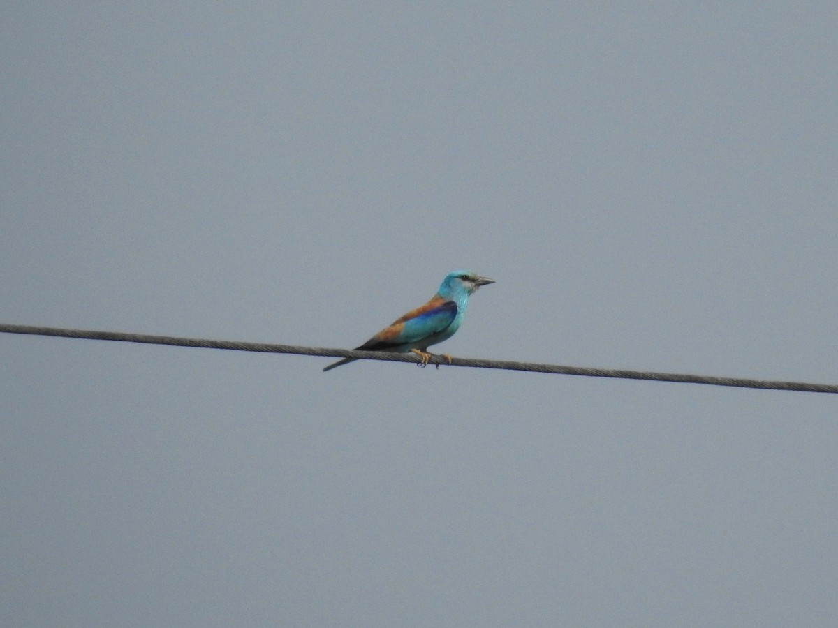 European Roller - ML646474111